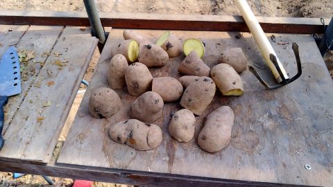 育てたジャガイモを切ったら一部 中身がピンク色 マサのライフワーク