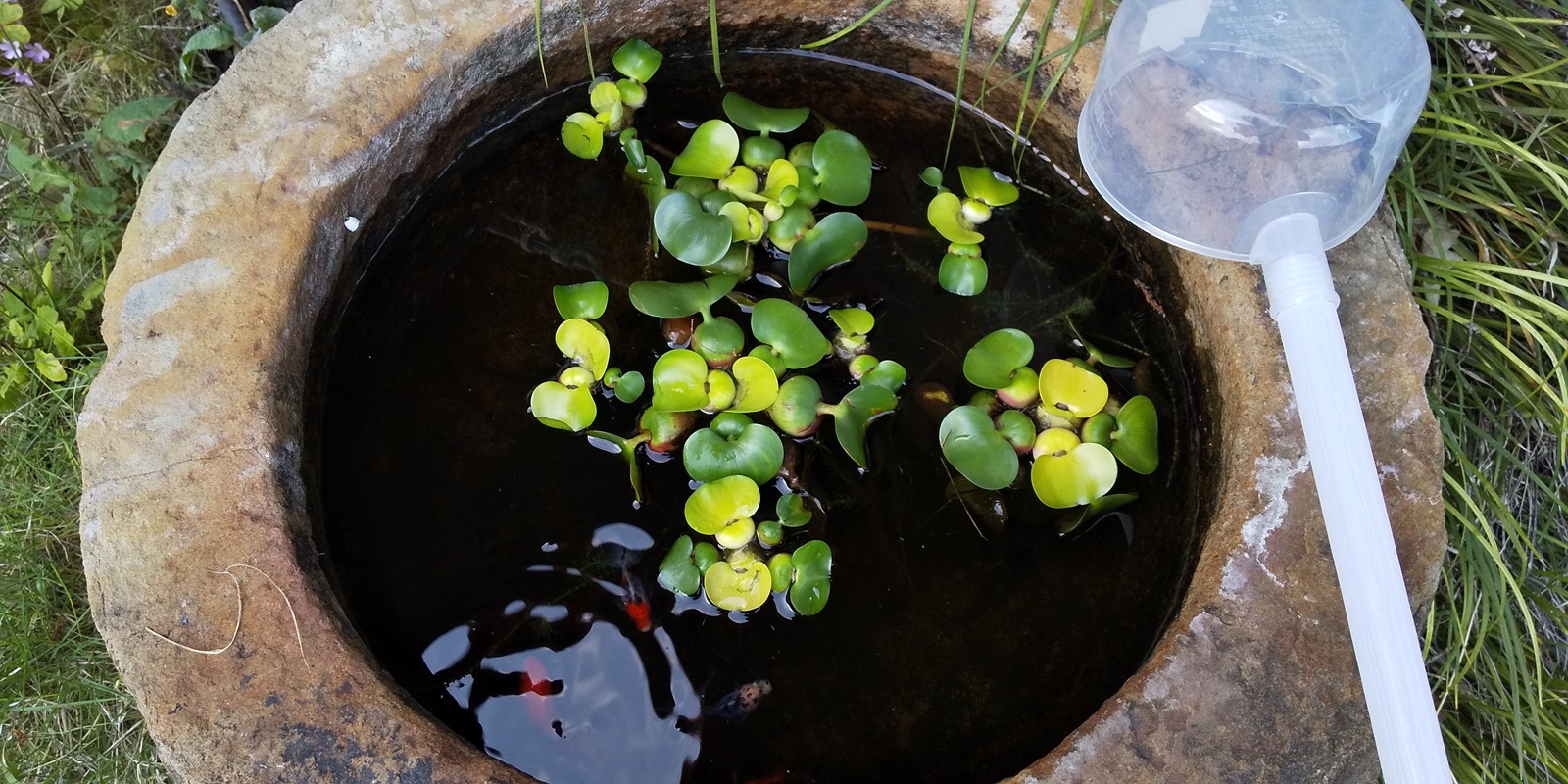 金魚が水草を食べ尽くした マサのライフワーク